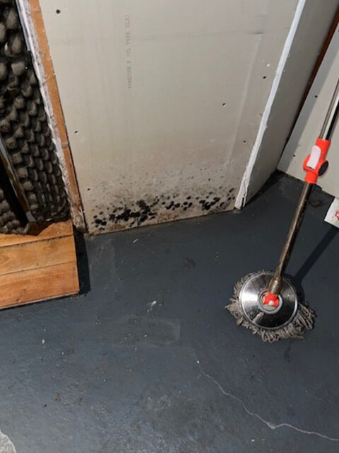 Should You Test for Mold? - Cleanfax