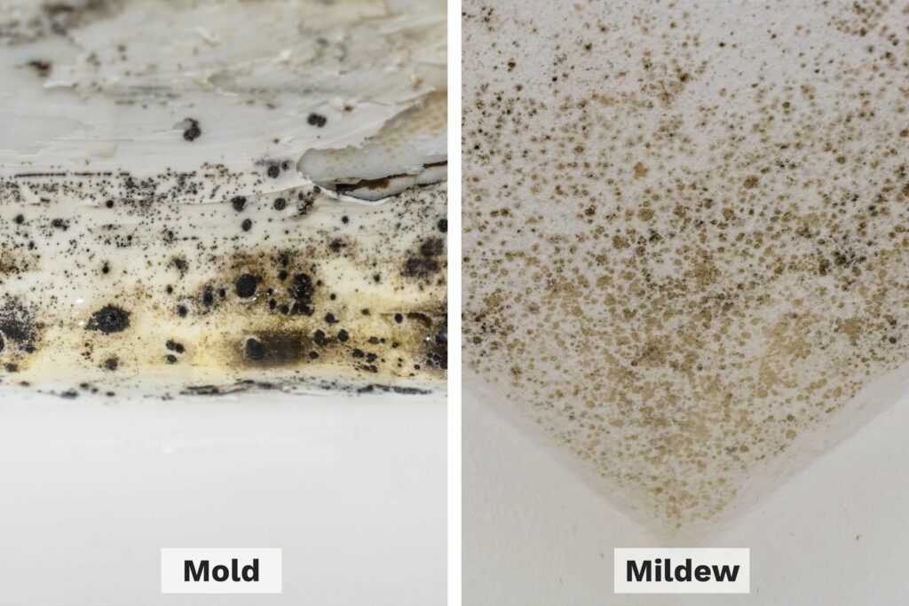 mold-vs-mildew-side-by-side_getty mold, mildew, mold vs mildew, mold and mildew