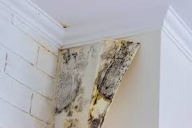 download hidden mold, mold smell