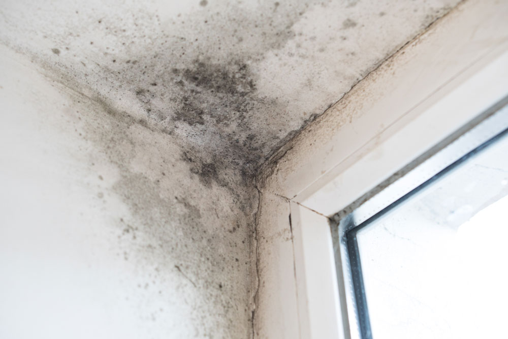 mold, bedroom mold