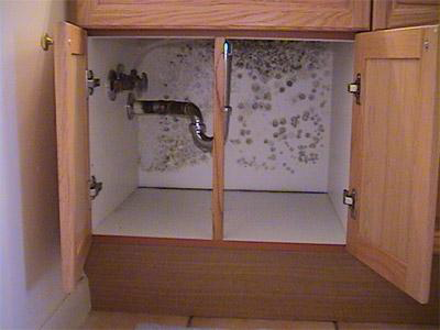 hidden mold, mold