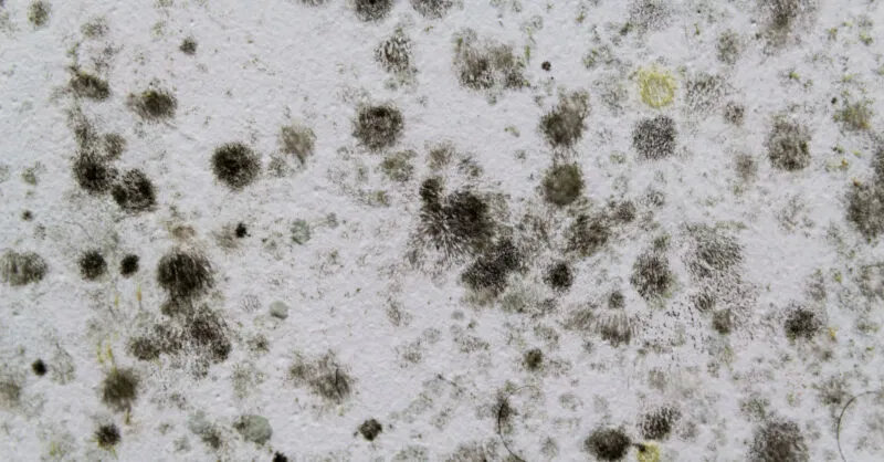 mold mold, black mold