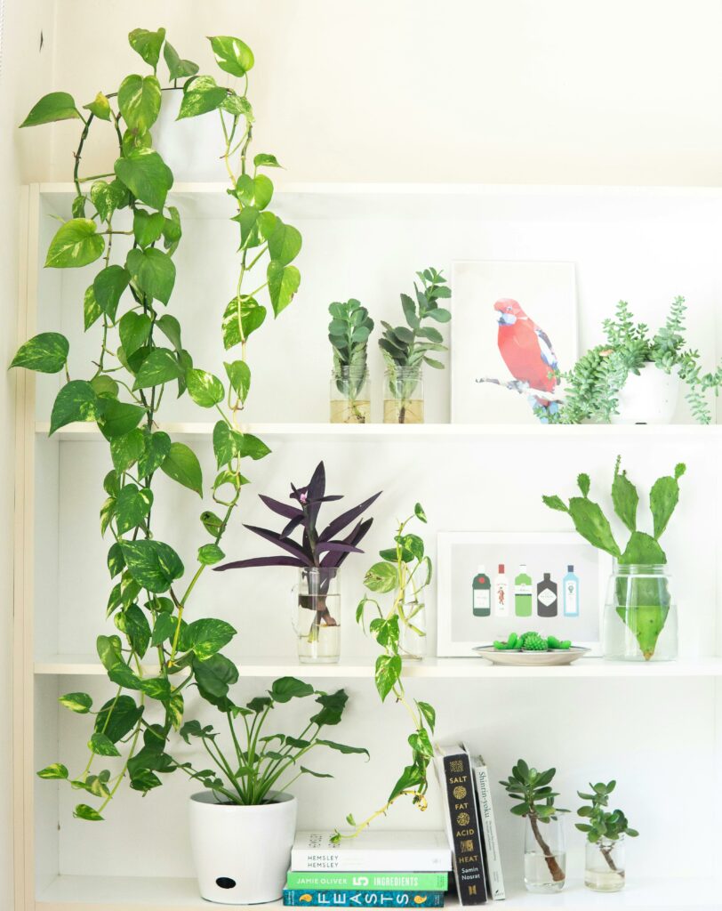 indoor plants