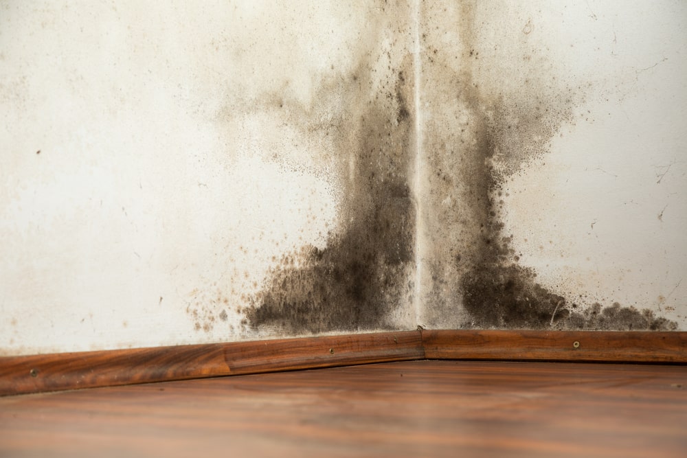 mold, mold exposure