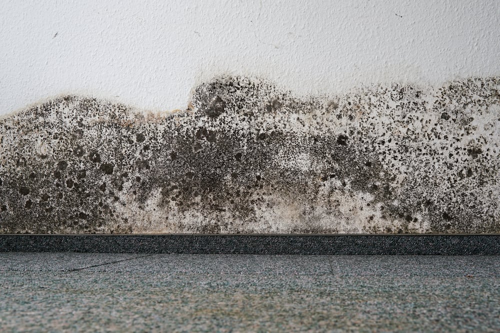 mold, mildew, dirt